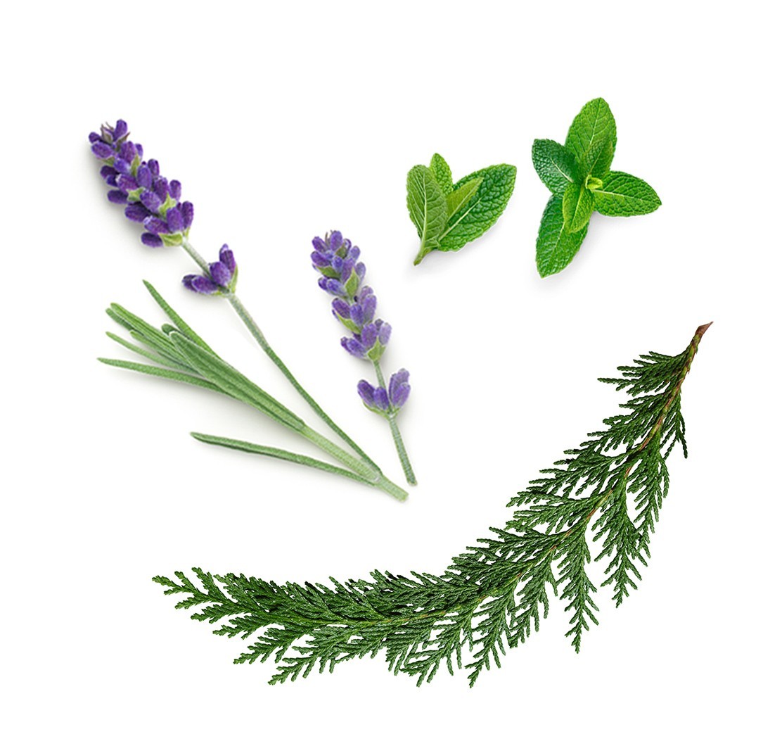 Blend de massagem AromaTouch doTERRA