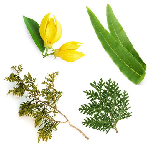 Blend de exteriores TerraShield doTERRA - 15 ml