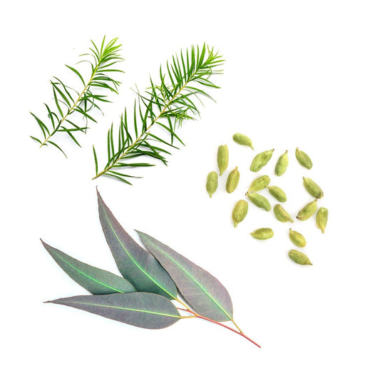 Blend respiratório Air doTERRA Roll-on - 10 ml