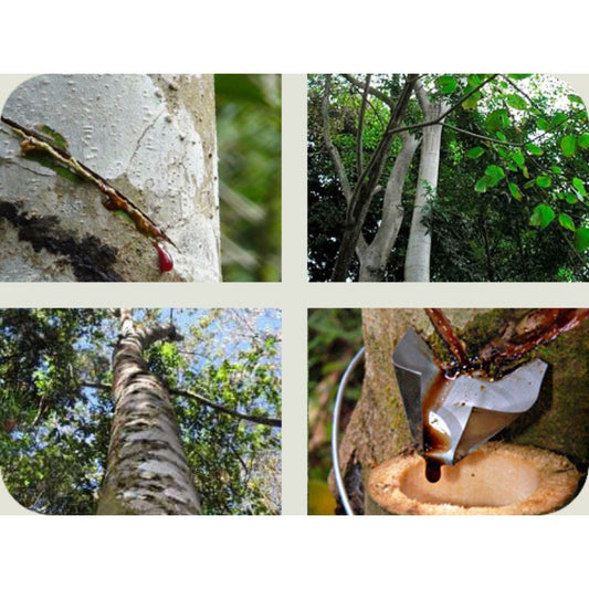 Resina natural de Dragon’s blood