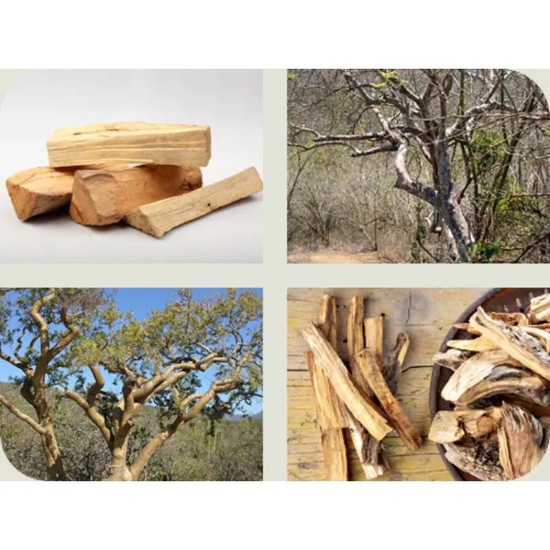 Palo Santo in natura