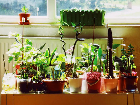 Plantas usadas no feng shui casa lotus