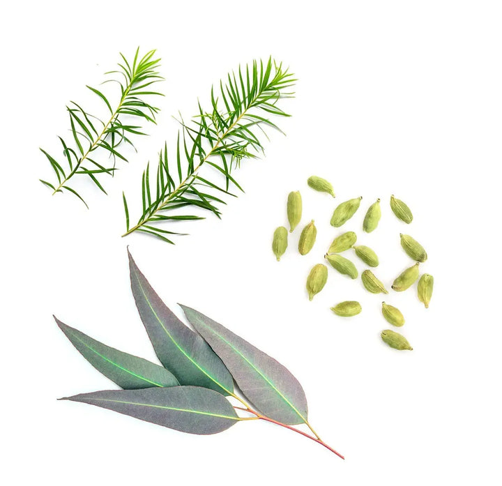 Blend respiratório Air doTERRA