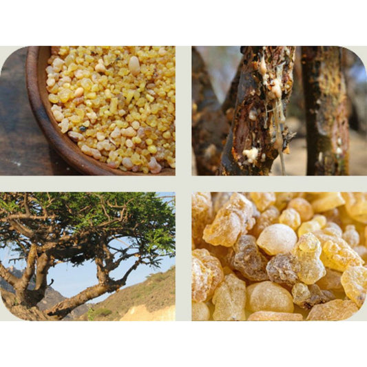 Resina natural de Frankincense (Olíbano)