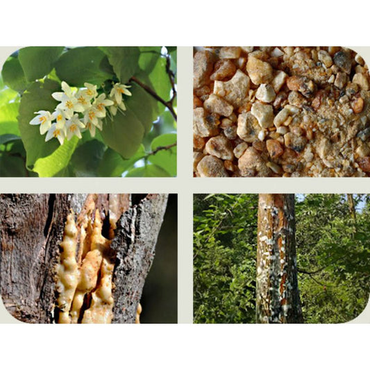 Resina natural de Benjoim de Sumatra